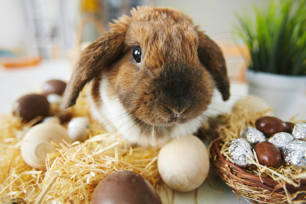 Easter Bunny, history of easter, easter traditions, easter gifts, easter eggs, wekurate.com